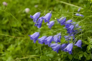 Blumen auf Wiese in St. Jakob im Defereggental © TVB Osttirol / Blaha